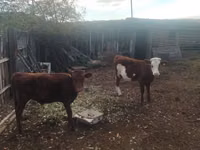 Rinder (Partie, Geschlecht nicht angegeben), Simmental cattle — Foto 3