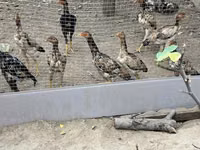 Chickens — Foto 2
