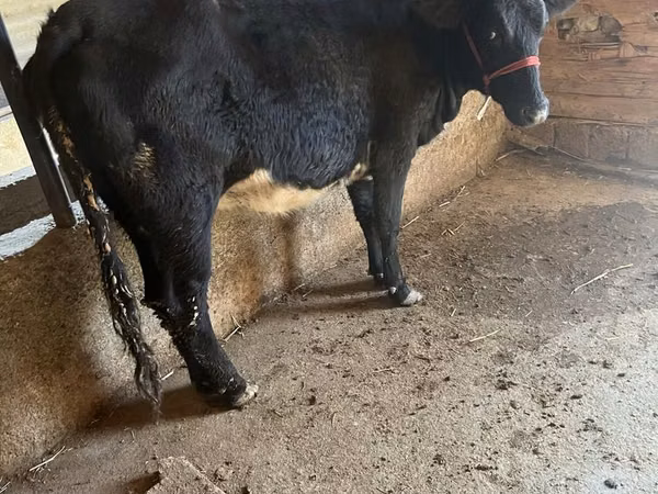 Vaca, Aberdeen-Angus