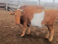 بقرة, Simmental cattle — الصورة 3