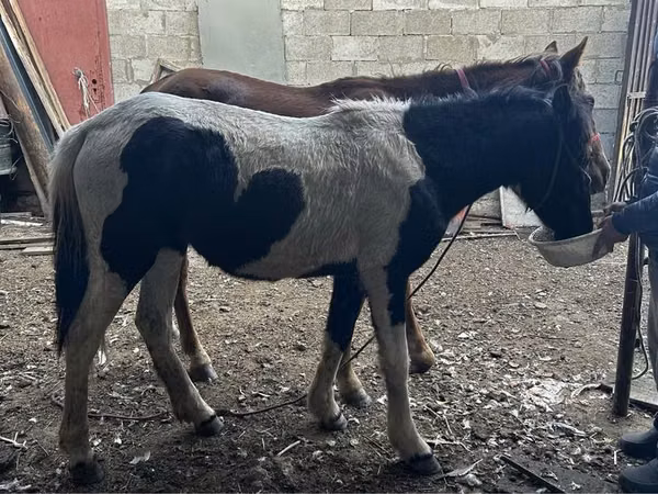 فرس, الخيول — كازاخستان