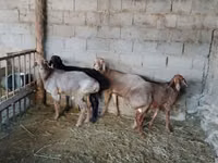 Widder, Rhon sheep — Foto 7