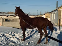 Айғыр, Жылқылар — 3-сурет
