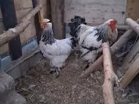 براهما — الصورة 6