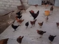 Chickens — Foto 2