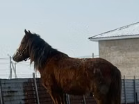 Айғыр, Жылқылар — 2-сурет