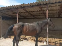 Hengst, Karachay horse — Foto 6
