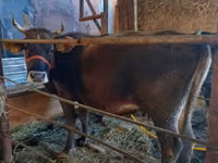 Vaca, Russian Black pied cattle — foto 4