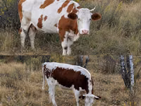 गाय, Simmental cattle — फ़ोटो 1