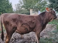 ثور, الماشية — الصورة 5