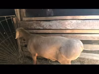 Qoʻy, Arashan sheep — 3-rasm