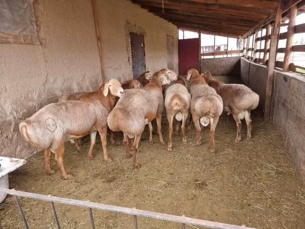 मेढ़ा, Arashan sheep