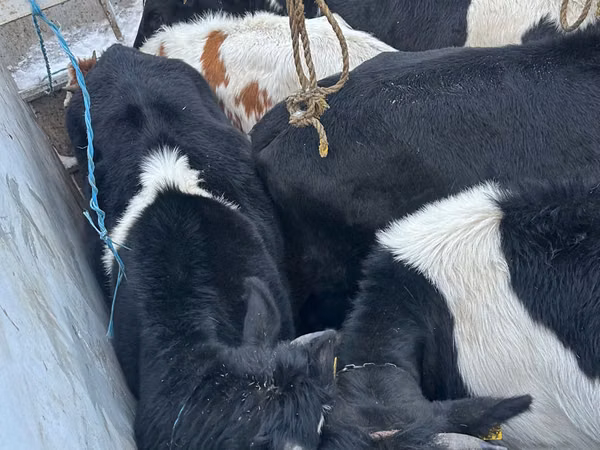 Cow, Russian Black pied cattle