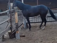 Hengst, Thoroughbred horse — Foto 3