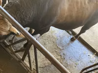 Bulle, Swiss cattle — Foto 4