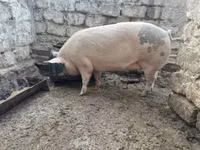 मादा सूअर, सूअर — फ़ोटो 1