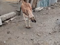 Chickens — الصورة 5