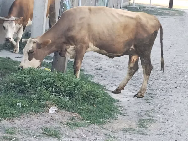 गाय, अलाताऊ नस्ल — कज़ाखस्तान