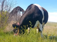Kuh, Russian Black pied cattle — Foto 1