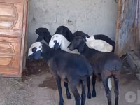 Ovejas (lote, sexo no especificado), Ovejas — foto 1