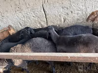 Ovejas (lote, sexo no especificado), Ovejas — foto 7