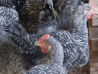 Chickens — الصورة 4