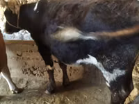 母牛, Cattle — 照片 1
