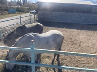 Stute, Horse breed — Foto 2