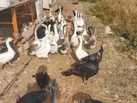 Geese — Foto 2