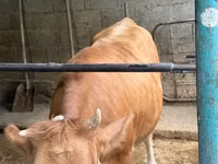 Cow, Simmental cattle — photo 1