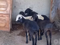 Ovejas (lote, sexo no especificado), Ovejas — foto 2