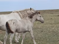 घोड़ी, Kazakh horse — फ़ोटो 2