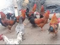 Chickens — Foto 4