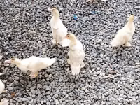 American Pekin — Foto 2