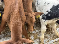 Cattle (batch, sex not specified), Cattle — photo 1