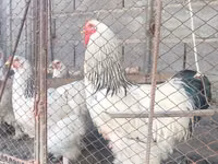 Brahma — Foto 2