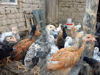 Chickens — Foto 1