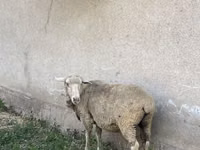 Қошқар, Қойлар — 2-сурет