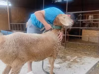 Oveja, Arashan sheep — foto 4