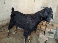 تيس, Nubian Goat — الصورة 3