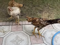 Chickens — Foto 3
