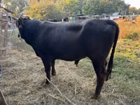 Toro, Aberdeen-Angus — foto 2