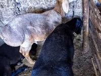 Widder, Hissar sheep — Foto 7