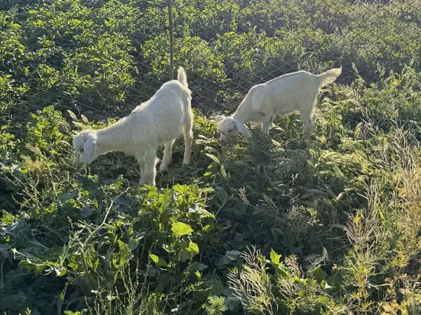 母山羊, Saanen goat — 哈萨克斯坦