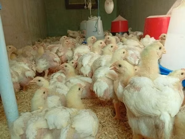 Chickens
