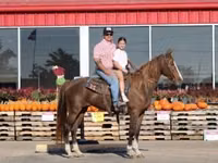 Stute, Rocky Mountain Horse — Foto 6