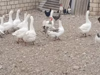 Geese — 照片 3