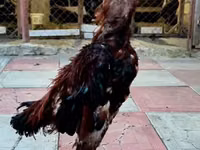 Chickens — foto 2