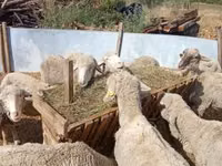 Schaf, Schafe — Foto 2