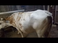 母牛, Cattle — 照片 2